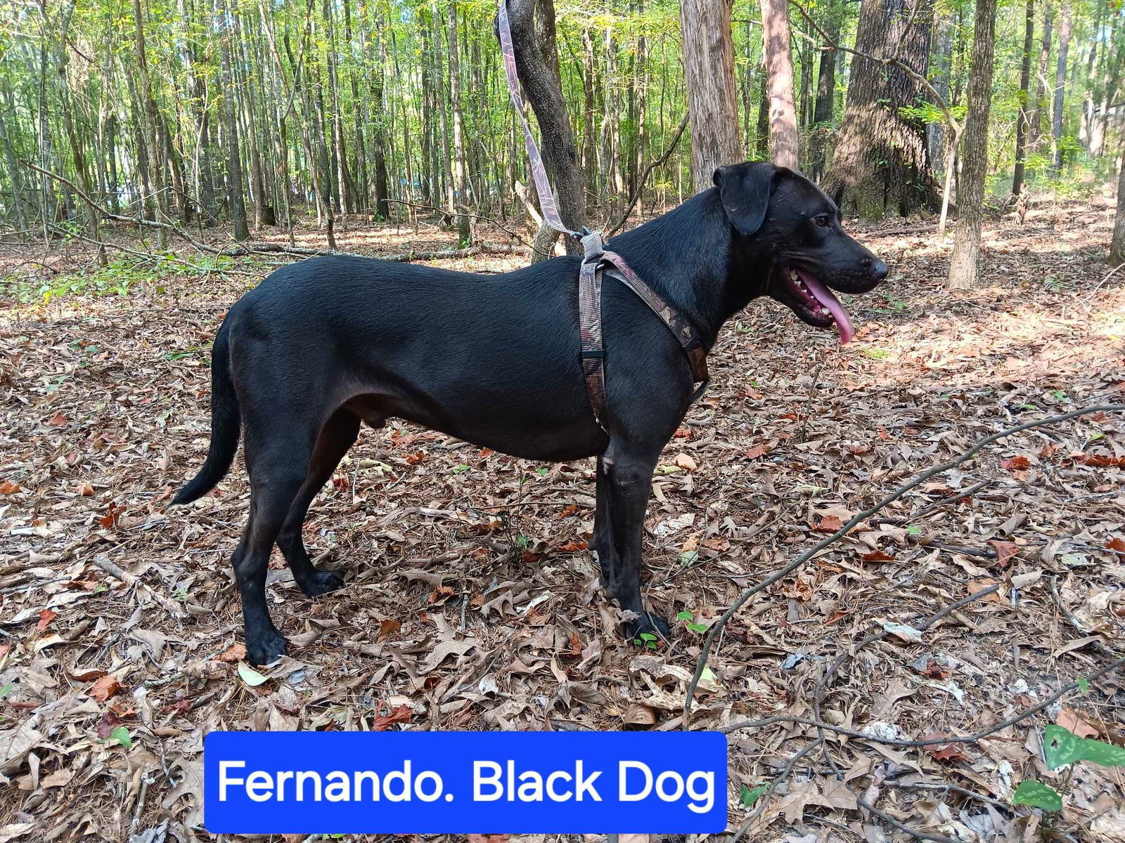 Fernando, an adoptable Labrador Retriever in Farmerville, LA, 71241 | Photo Image 3