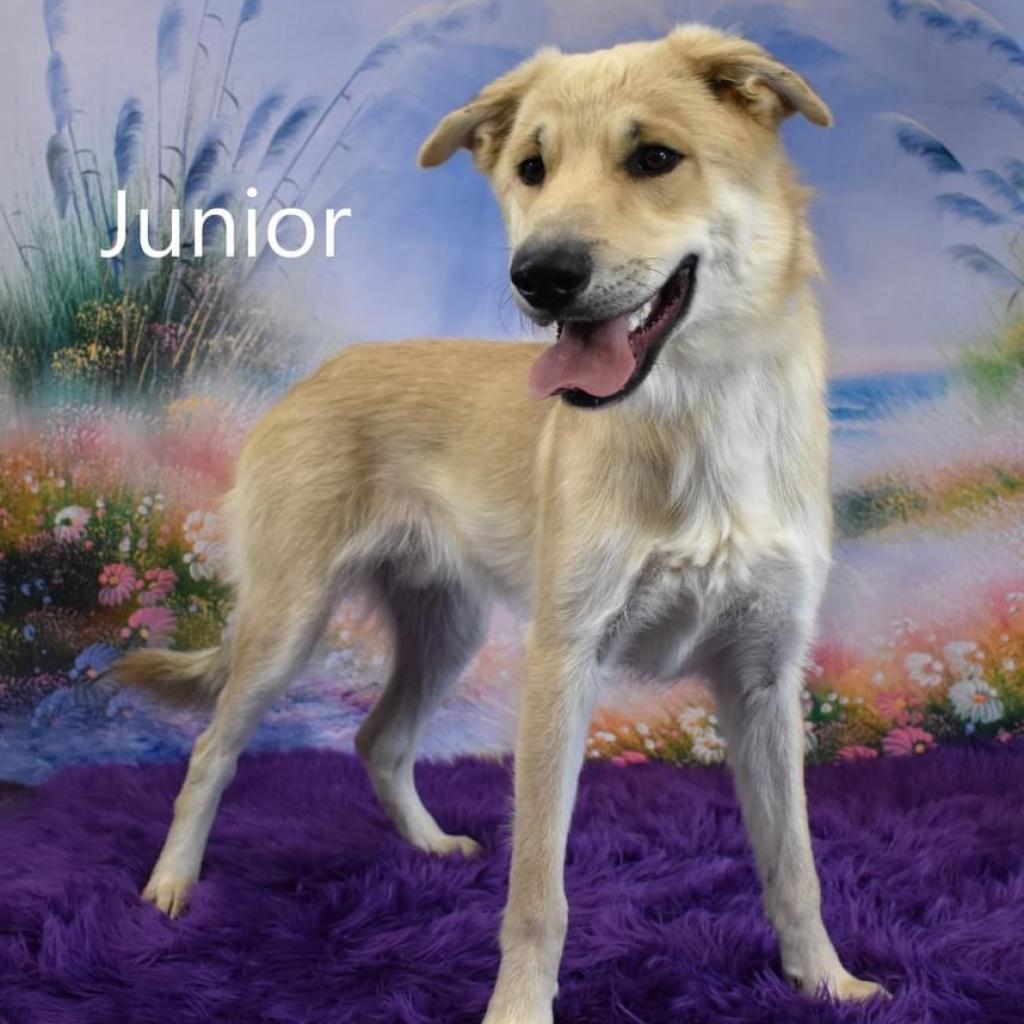 Junior, an adoptable Shepherd, Husky in Yuma, AZ, 85365 | Photo Image 1