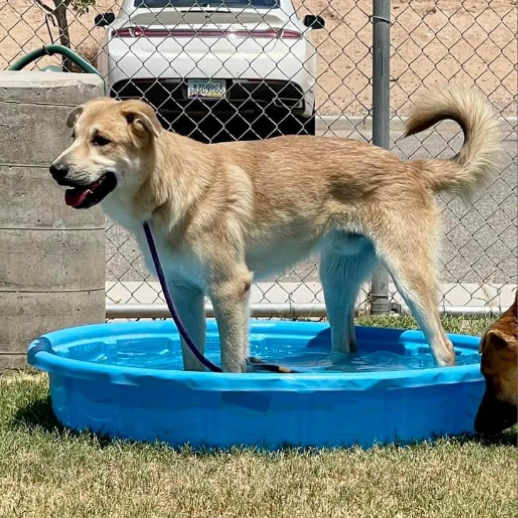 Junior, an adoptable Shepherd, Husky in Yuma, AZ, 85365 | Photo Image 3