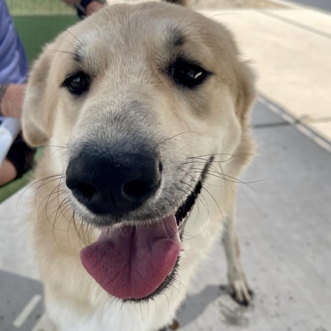 Junior, an adoptable Shepherd, Husky in Yuma, AZ, 85365 | Photo Image 4