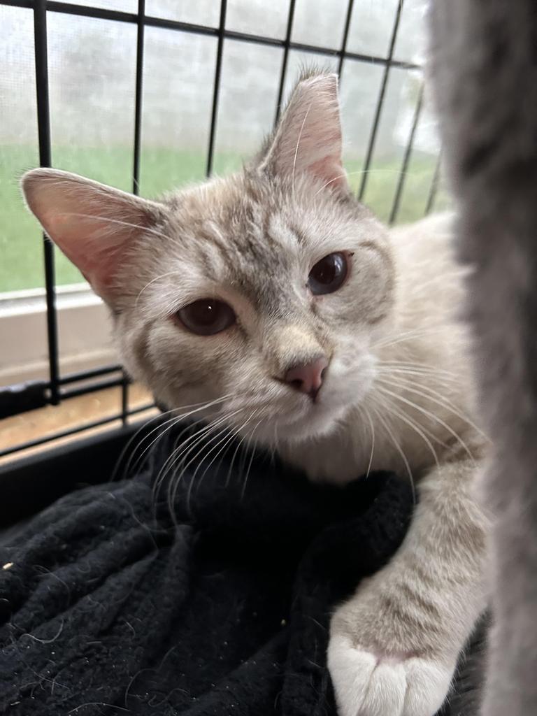 Ken, an adoptable Domestic Short Hair in Ontario, OR, 97914 | Photo Image 1