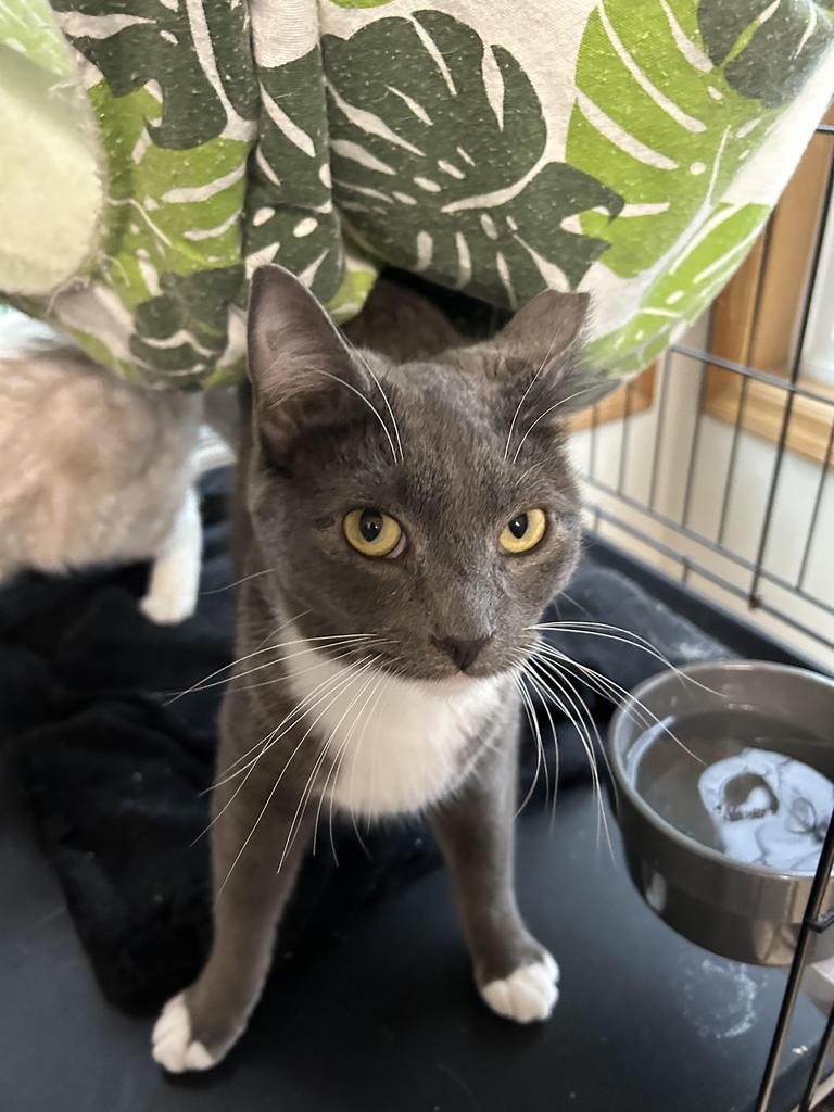 Midge, an adoptable Domestic Short Hair in Ontario, OR, 97914 | Photo Image 1