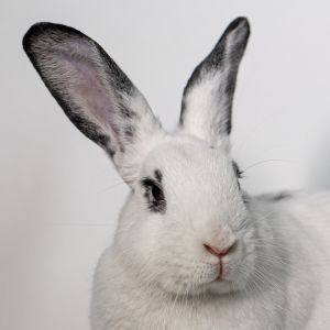 Cupid, Adult Female Bunny Rabbit