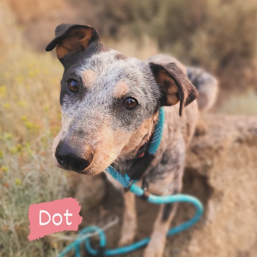 Dot, an adoptable Australian Cattle Dog / Blue Heeler in Bend, OR, 97701 | Photo Image 1