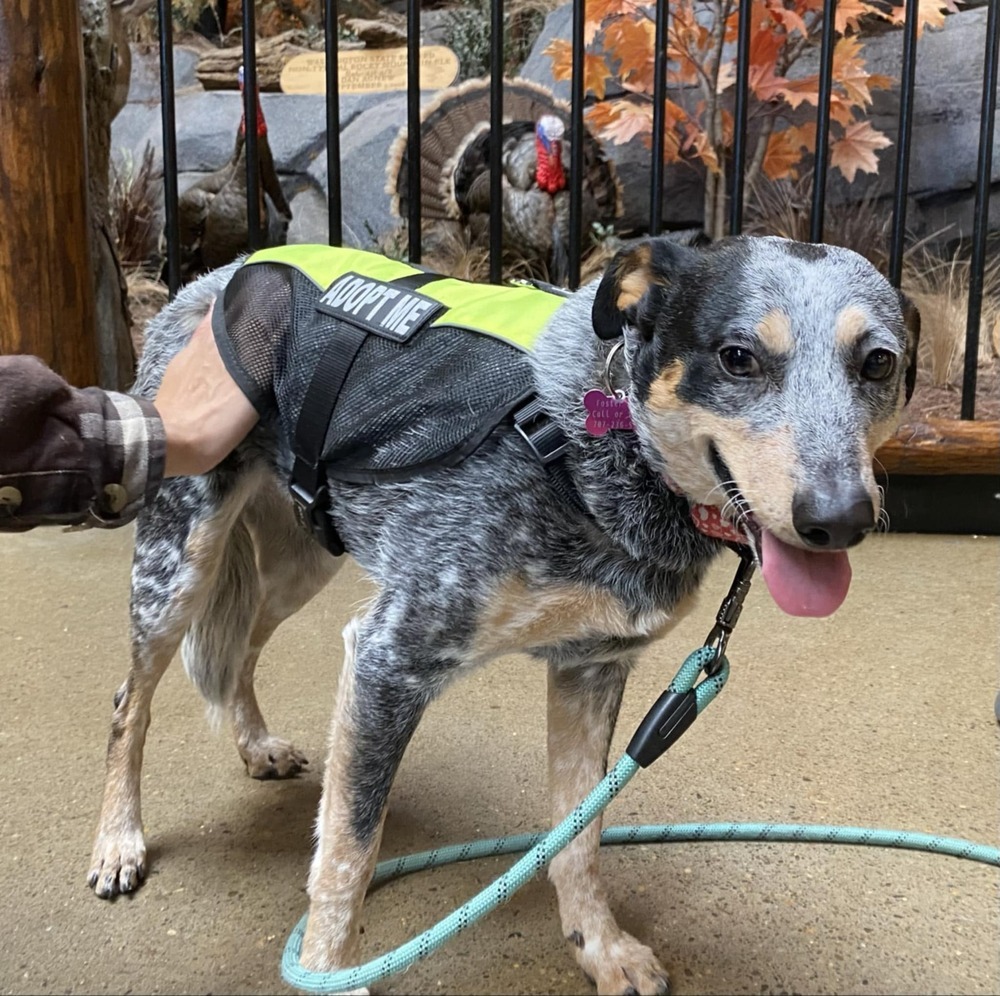 Dot, an adoptable Australian Cattle Dog / Blue Heeler in Bend, OR, 97701 | Photo Image 1