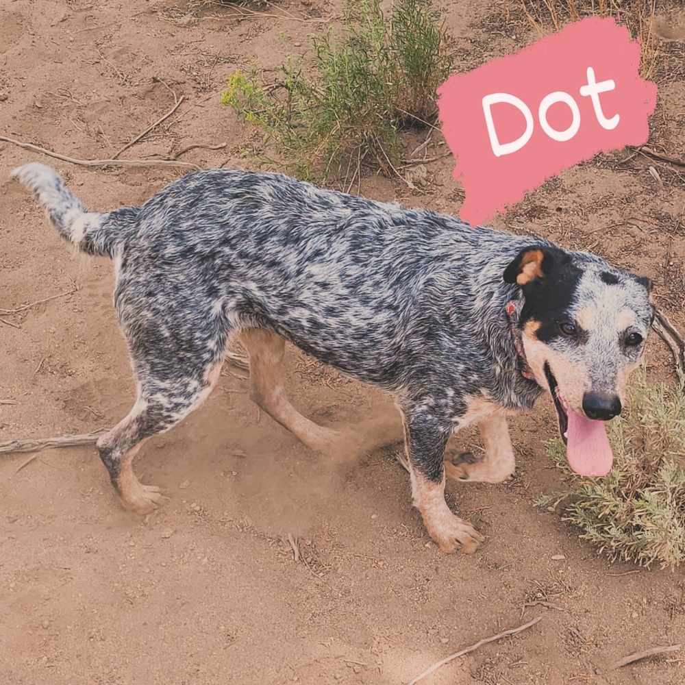 Dot, an adoptable Australian Cattle Dog / Blue Heeler in Bend, OR, 97701 | Photo Image 2