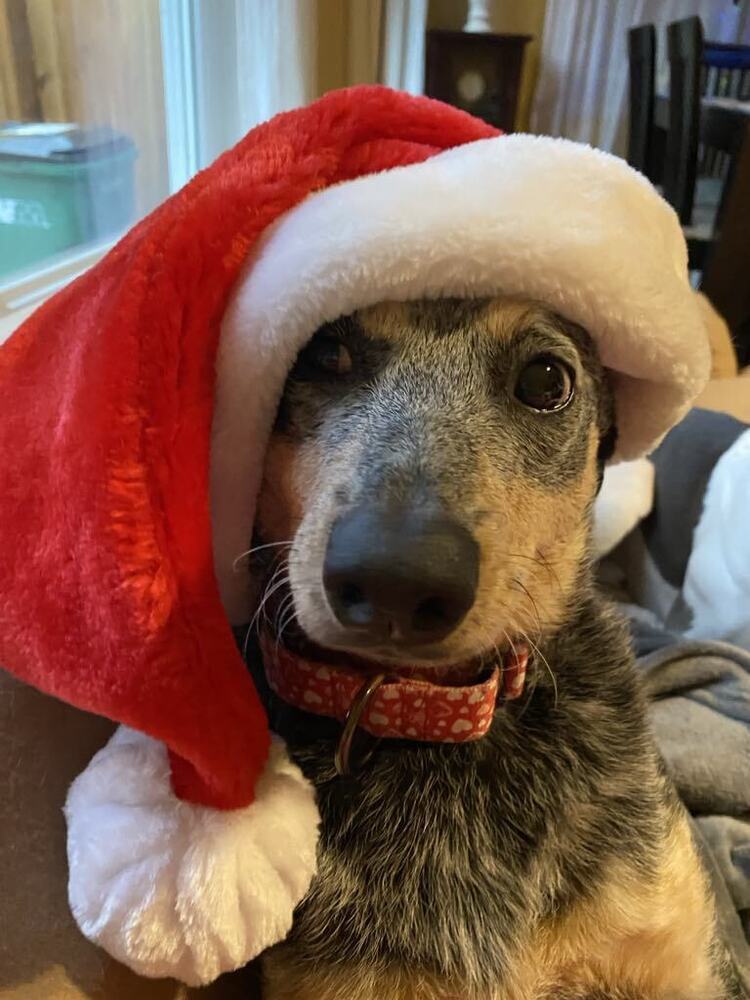 Dot, an adoptable Australian Cattle Dog / Blue Heeler in Bend, OR, 97701 | Photo Image 2