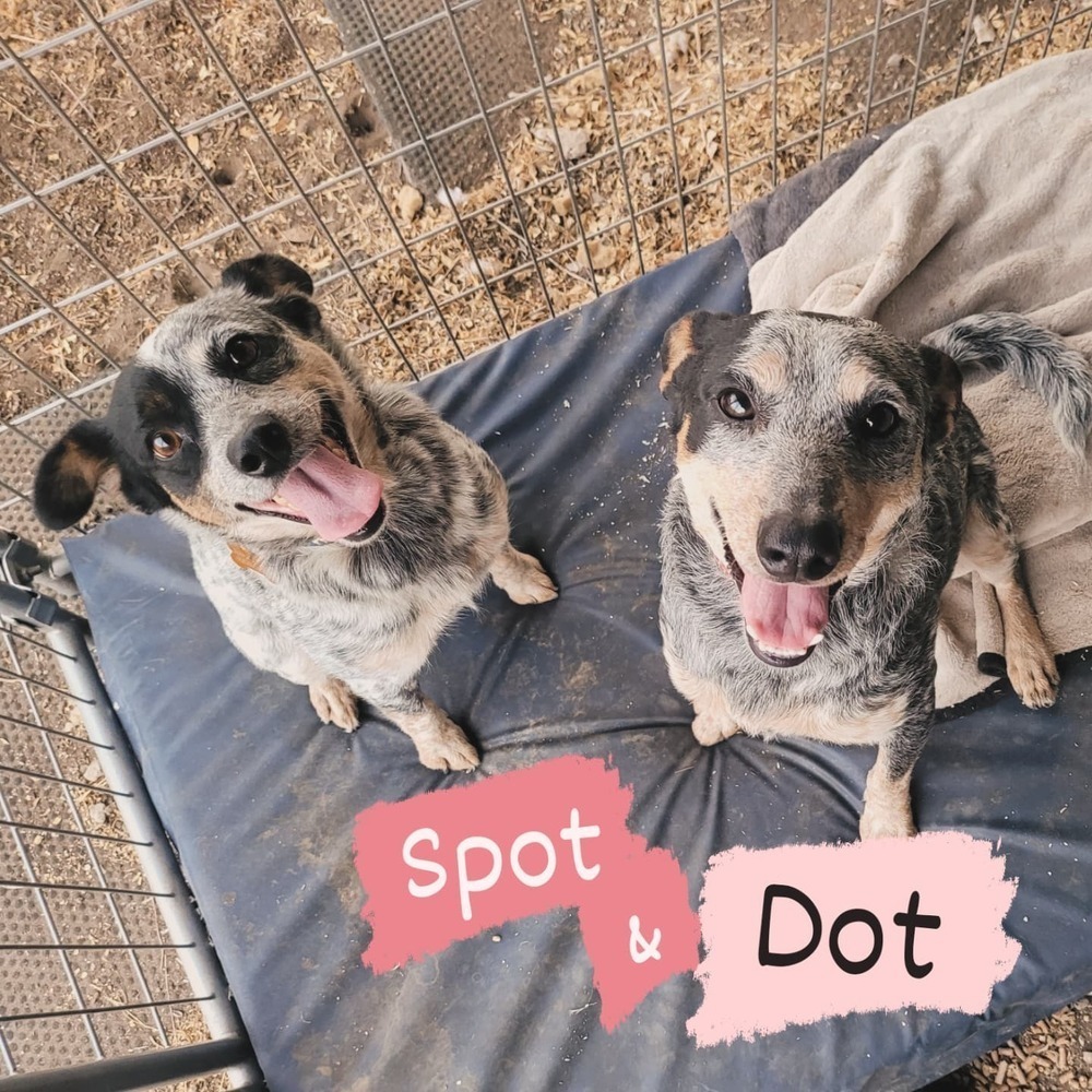 Dot, an adoptable Australian Cattle Dog / Blue Heeler in Bend, OR, 97701 | Photo Image 3