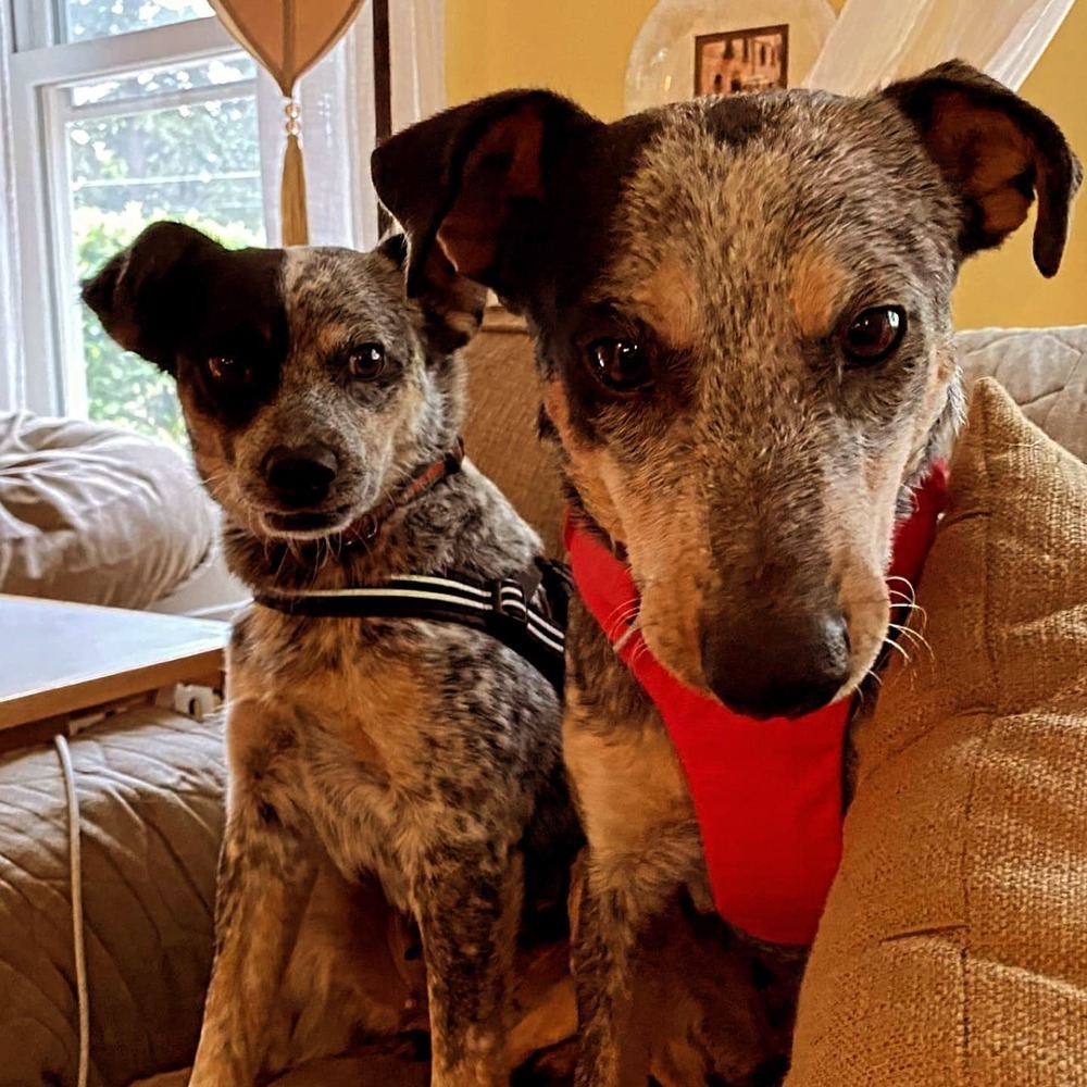 Dot, an adoptable Australian Cattle Dog / Blue Heeler in Bend, OR, 97701 | Photo Image 5