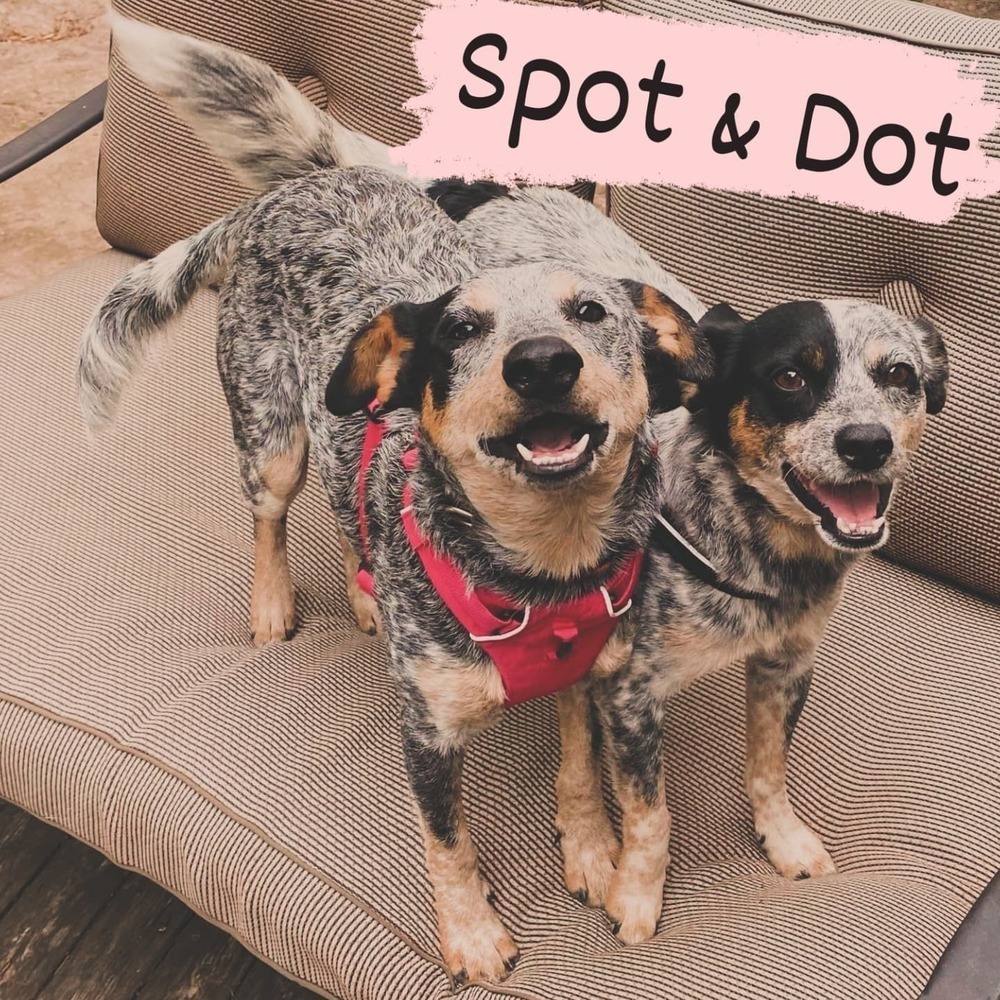 Dot, an adoptable Australian Cattle Dog / Blue Heeler in Bend, OR, 97701 | Photo Image 6