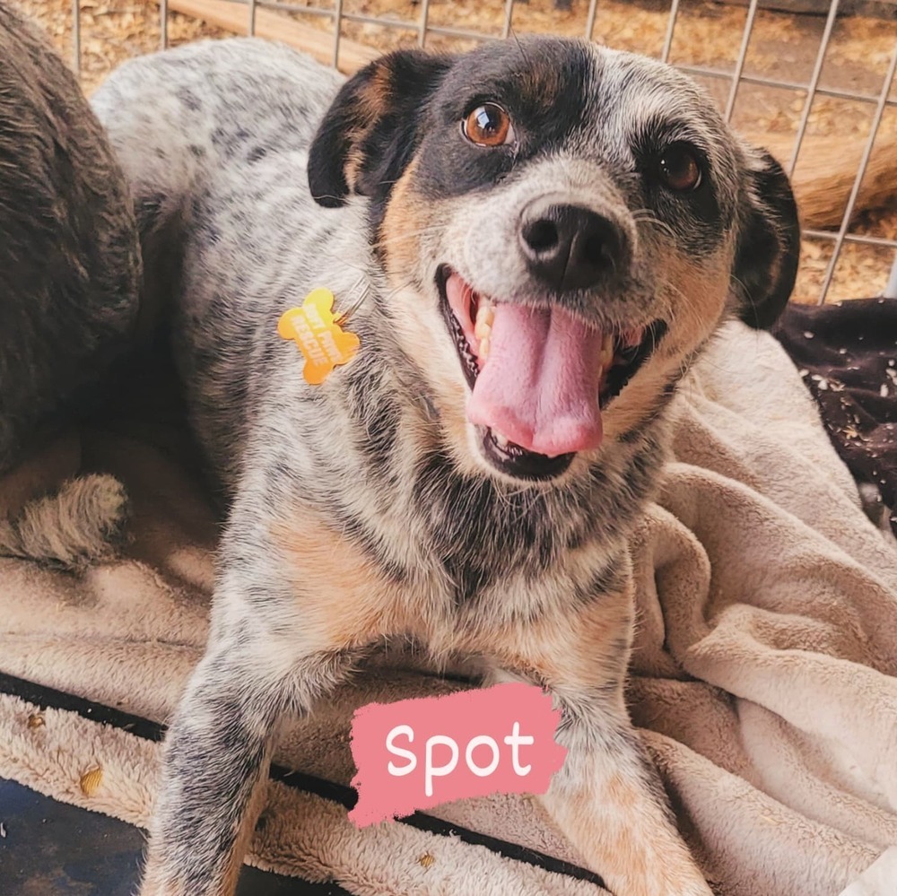 Spot, an adoptable Australian Cattle Dog / Blue Heeler in Bend, OR, 97701 | Photo Image 1