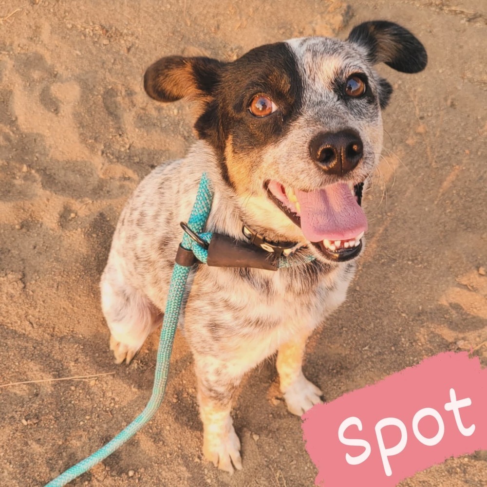 Spot, an adoptable Australian Cattle Dog / Blue Heeler in Bend, OR, 97701 | Photo Image 2