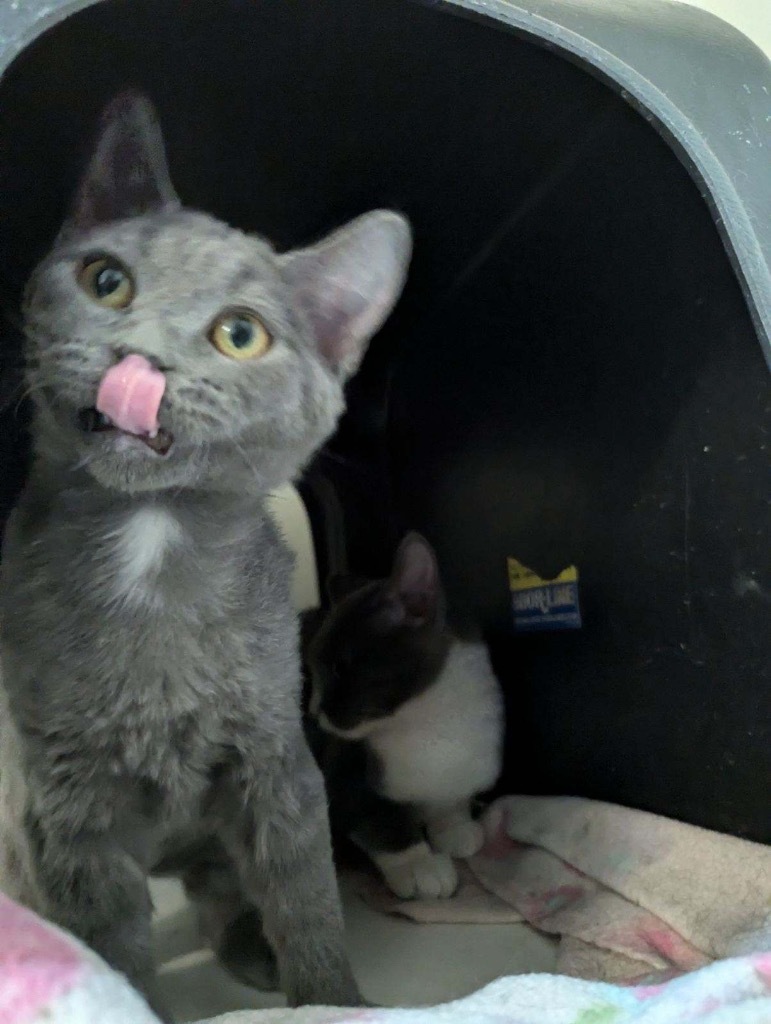 Jade, an adoptable Russian Blue in Crandon, WI, 54520 | Photo Image 1