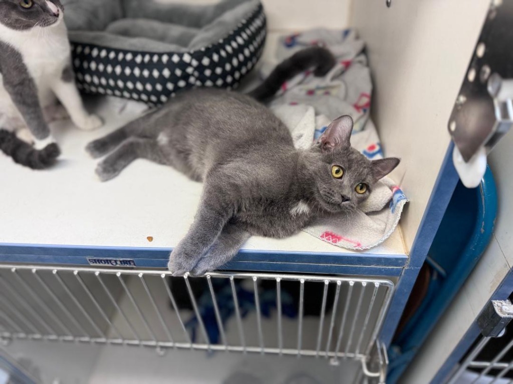 Jade, an adoptable Russian Blue in Crandon, WI, 54520 | Photo Image 1