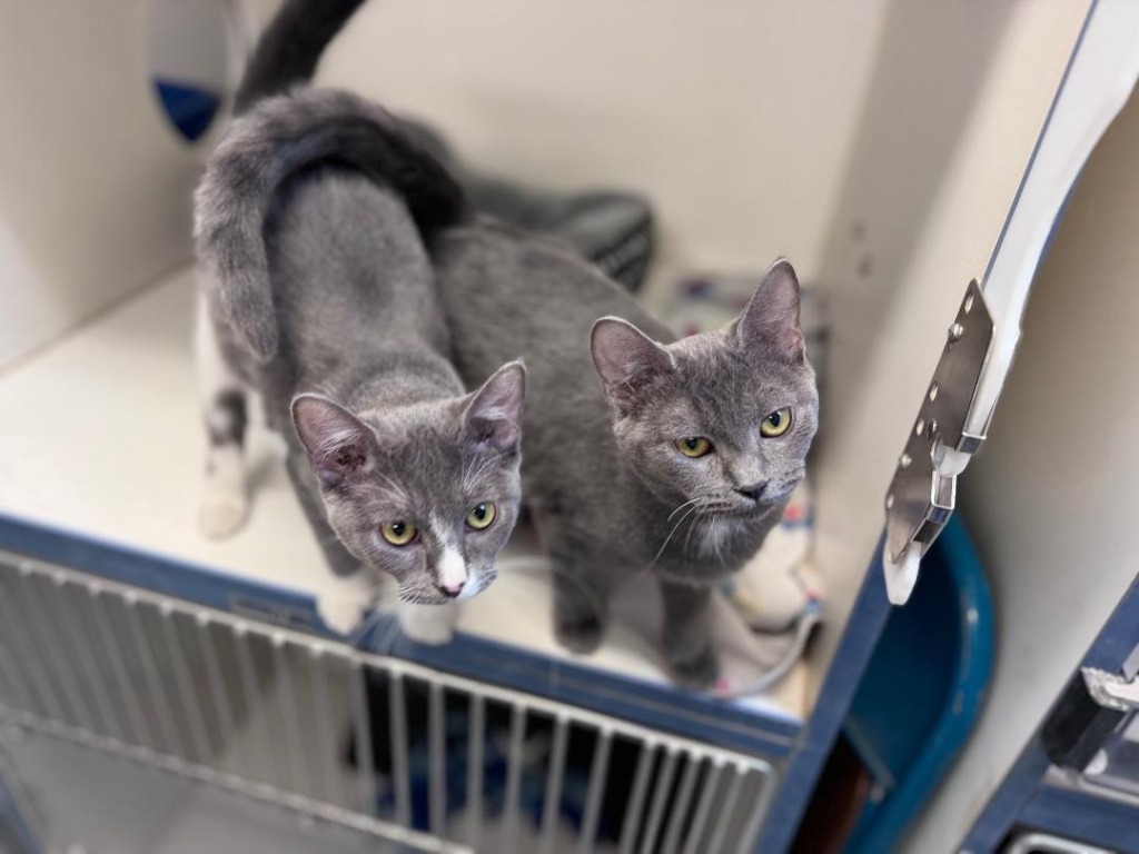 Jade, an adoptable Russian Blue in Crandon, WI, 54520 | Photo Image 2