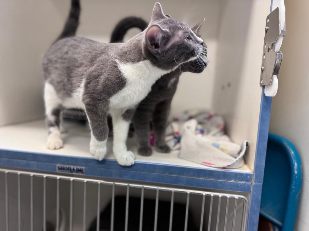 Java, an adoptable Russian Blue in Crandon, WI, 54520 | Photo Image 1