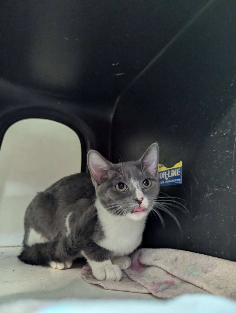 Java, an adoptable Russian Blue in Crandon, WI, 54520 | Photo Image 2