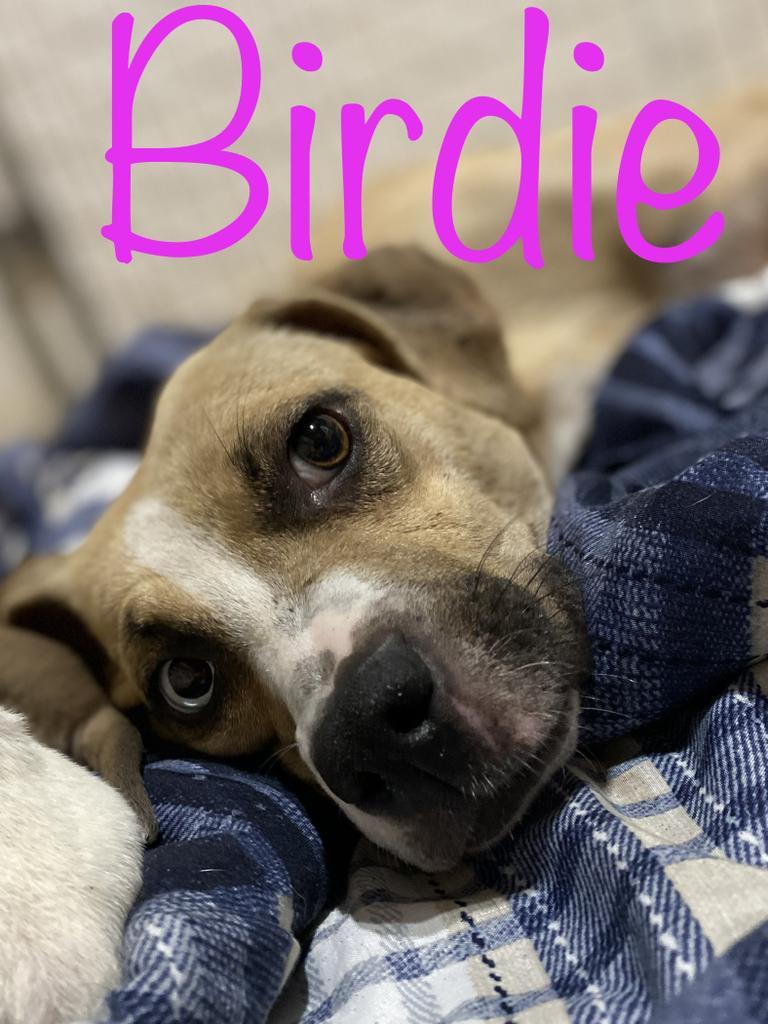 Birdie, an adoptable Pit Bull Terrier, Labrador Retriever in Big Spring, TX, 79720 | Photo Image 1