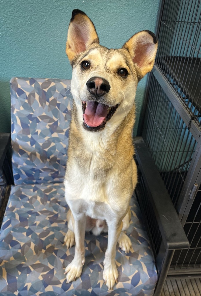 Steel, an adoptable Husky, Mixed Breed in Rock Springs, WY, 82901 | Photo Image 1