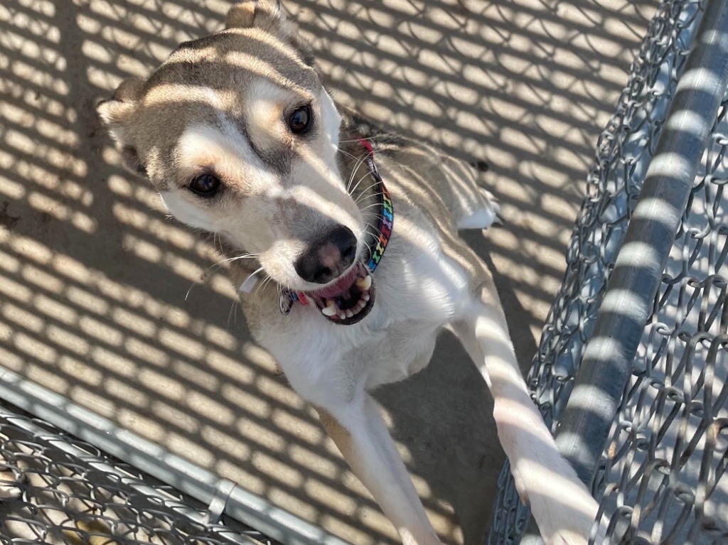 Steel, an adoptable Husky, Mixed Breed in Rock Springs, WY, 82901 | Photo Image 3