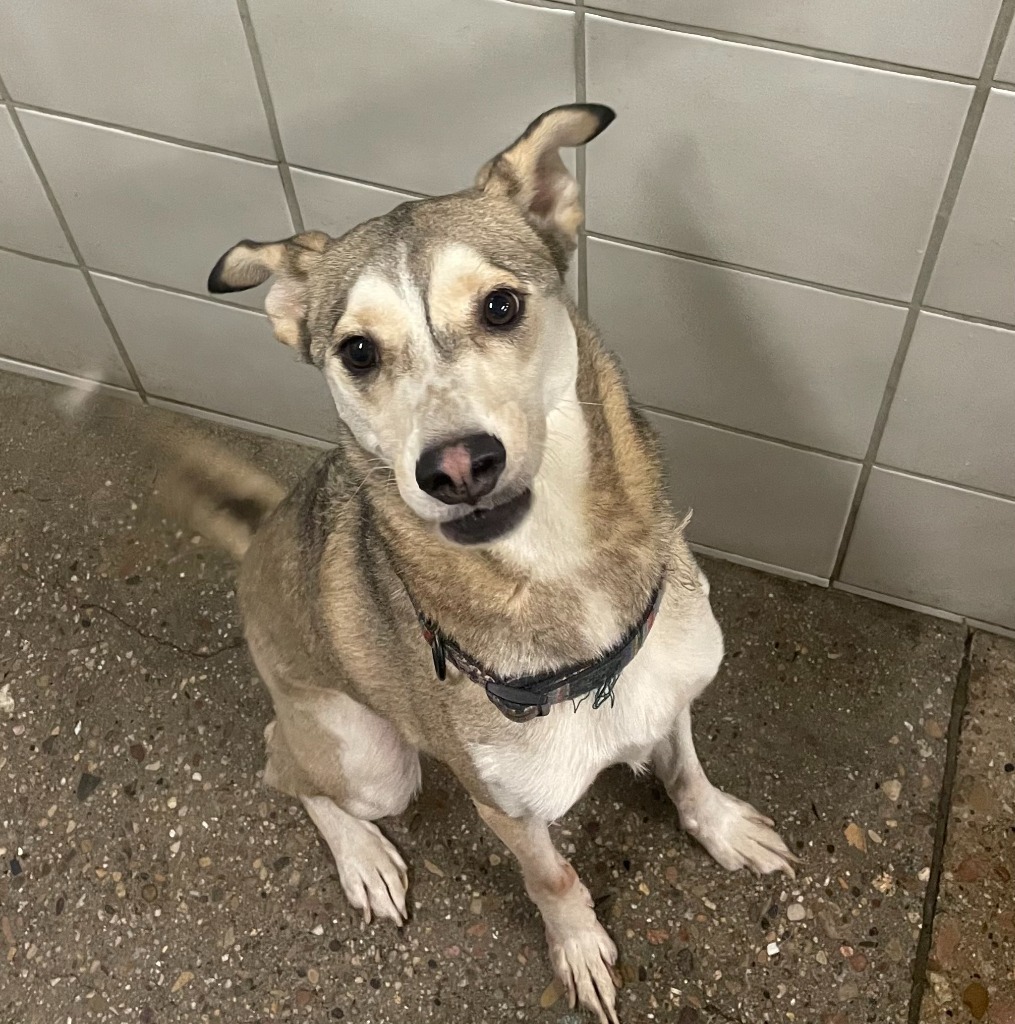 Steel, an adoptable Husky, Mixed Breed in Rock Springs, WY, 82901 | Photo Image 4