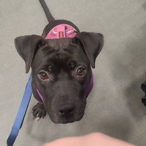 Alabama, Adult Female Mixed Breed