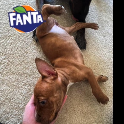 Slurpee Puppy: Fanta 2