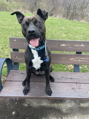 Hi there Im Shadow Im 1 12 years old full of life and love to play Im always ready to