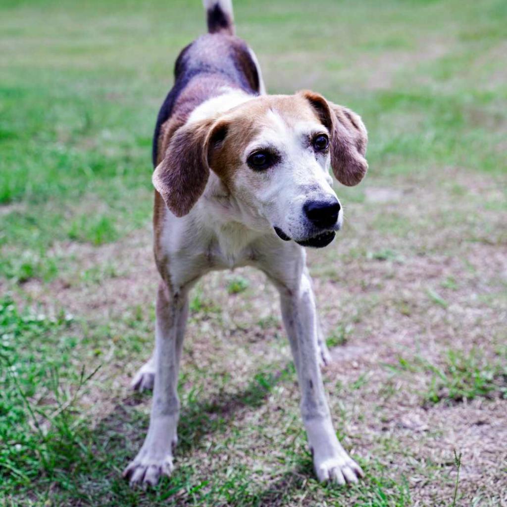 Argos, an adoptable Foxhound in Hinesville, GA, 31313 | Photo Image 1