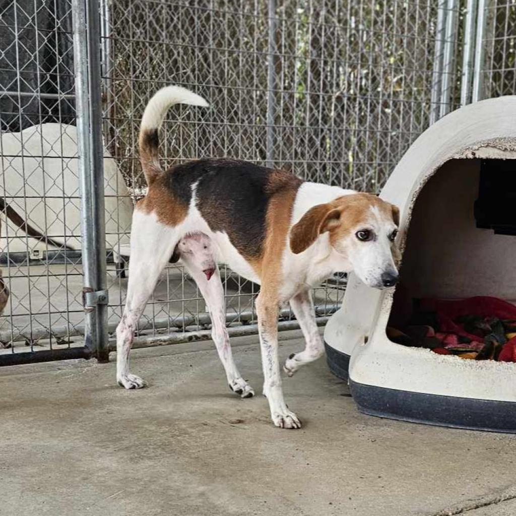 Argos, an adoptable Foxhound in Hinesville, GA, 31313 | Photo Image 2