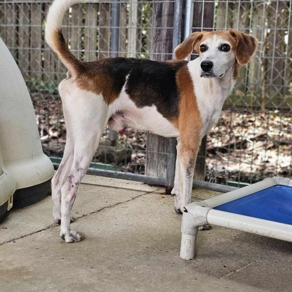 Argos, an adoptable Foxhound in Hinesville, GA, 31313 | Photo Image 3