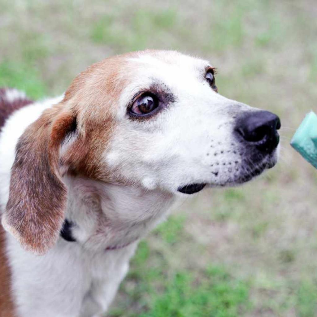 Argos, an adoptable Foxhound in Hinesville, GA, 31313 | Photo Image 4