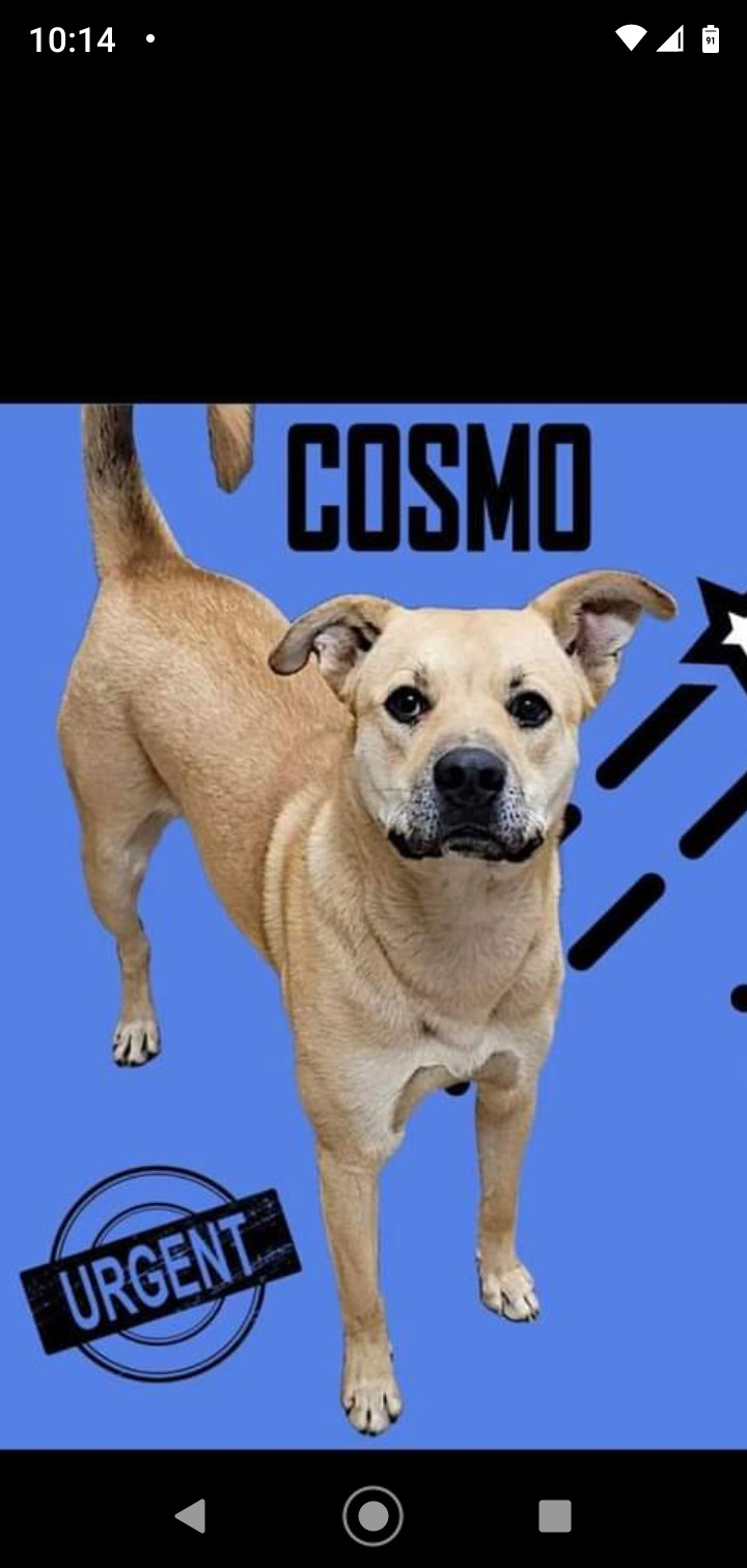 Cosmo