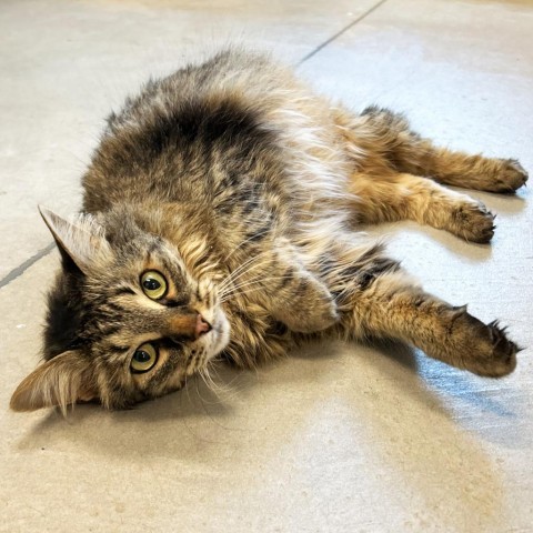 Teton, an adoptable Domestic Medium Hair in Hailey, ID, 83333 | Photo Image 1