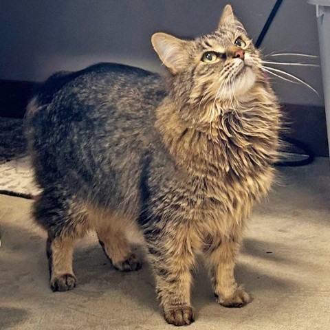 Teton, an adoptable Domestic Medium Hair in Hailey, ID, 83333 | Photo Image 2