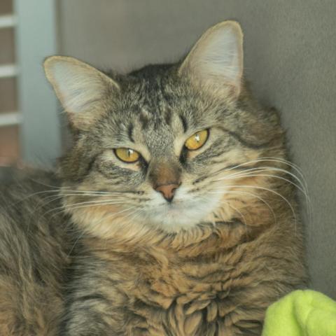 Teton, an adoptable Domestic Medium Hair in Hailey, ID, 83333 | Photo Image 2