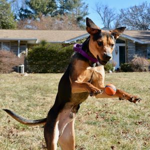 Barnaby (Dale), Young Male Hound