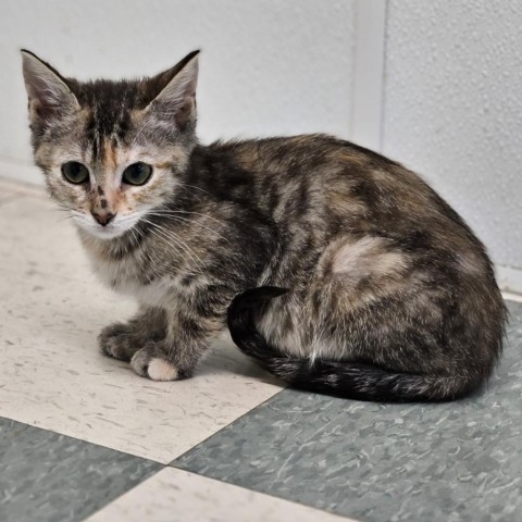 Abby, an adoptable Domestic Medium Hair in Mount Shasta, CA, 96067 | Photo Image 1