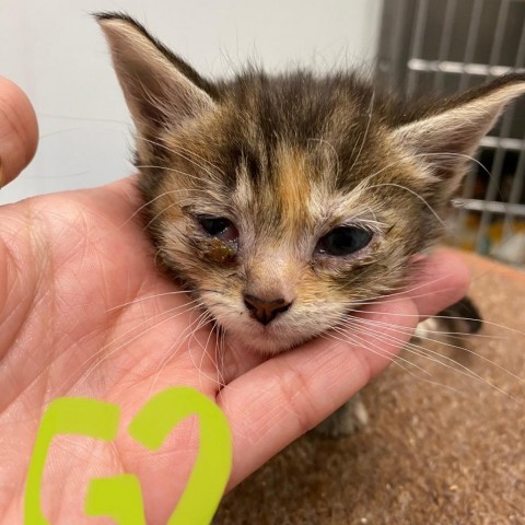 Abby, an adoptable Domestic Medium Hair in Mount Shasta, CA, 96067 | Photo Image 2