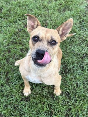 Emma, Young Female Mixed Breed