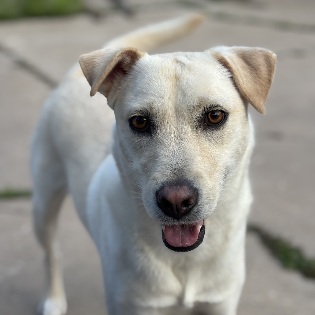 Woody, an adoptable Labrador Retriever in Corpus Christi, TX, 78415 | Photo Image 1