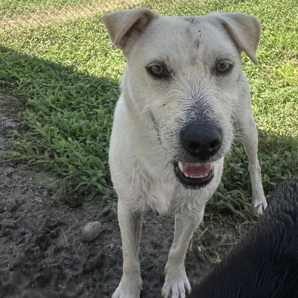 Woody, an adoptable Labrador Retriever in Corpus Christi, TX, 78415 | Photo Image 2