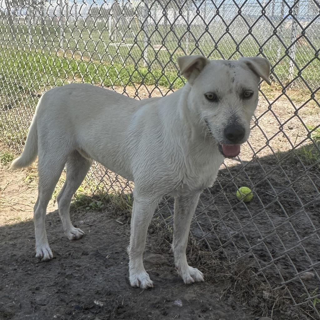 Woody, an adoptable Labrador Retriever in Corpus Christi, TX, 78415 | Photo Image 3