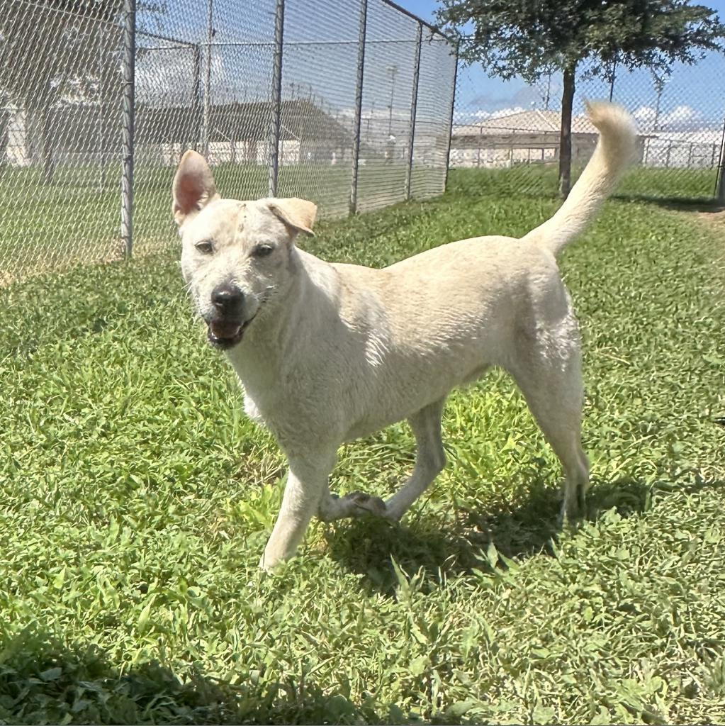 Woody, an adoptable Labrador Retriever in Corpus Christi, TX, 78415 | Photo Image 3