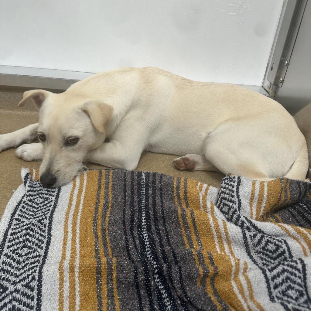 Woody, an adoptable Labrador Retriever in Corpus Christi, TX, 78415 | Photo Image 4