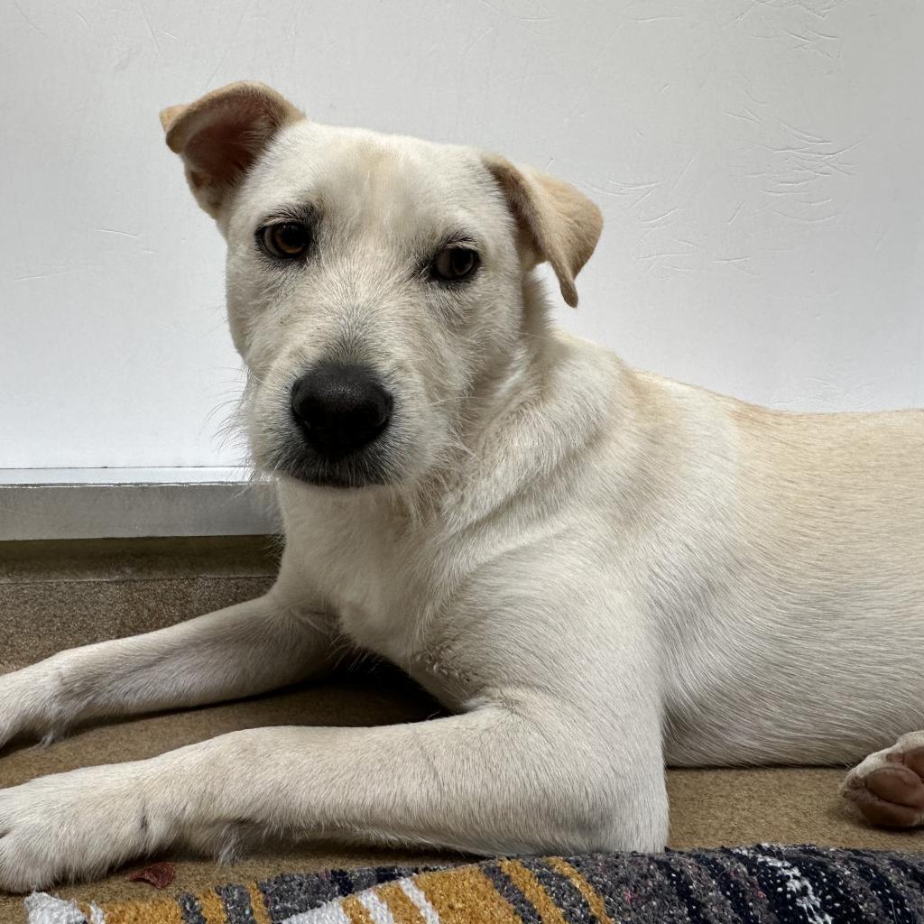 Woody, an adoptable Labrador Retriever in Corpus Christi, TX, 78415 | Photo Image 6