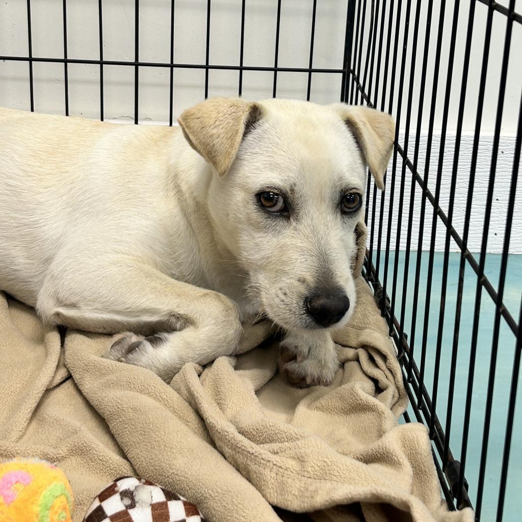 Woody, an adoptable Labrador Retriever in Corpus Christi, TX, 78415 | Photo Image 6