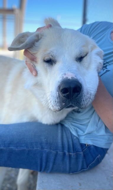 Timber M, an adoptable Akbash, Great Pyrenees in Bountiful, UT, 84010 | Photo Image 1