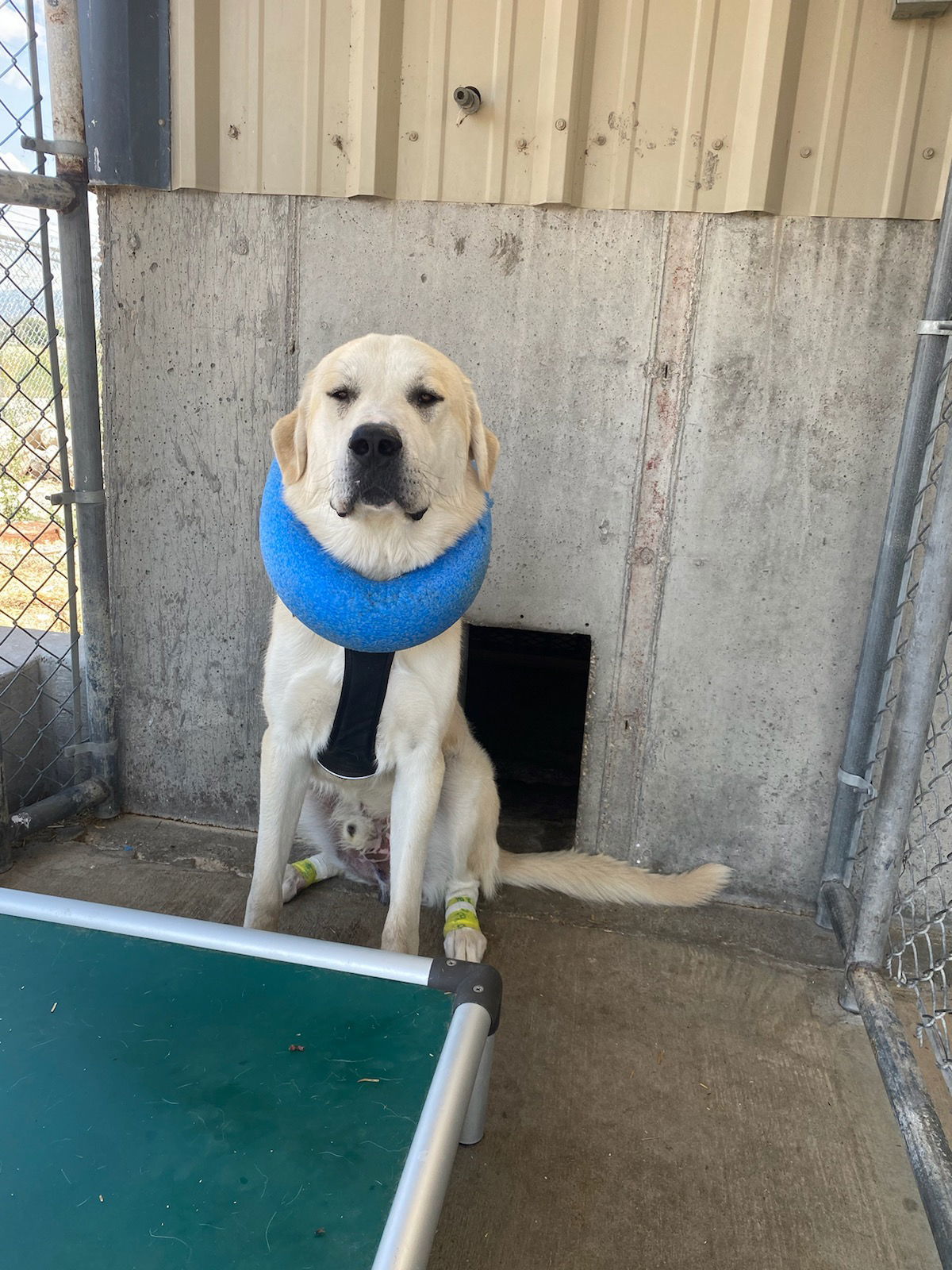 Timber M, an adoptable Akbash, Great Pyrenees in Bountiful, UT, 84010 | Photo Image 2