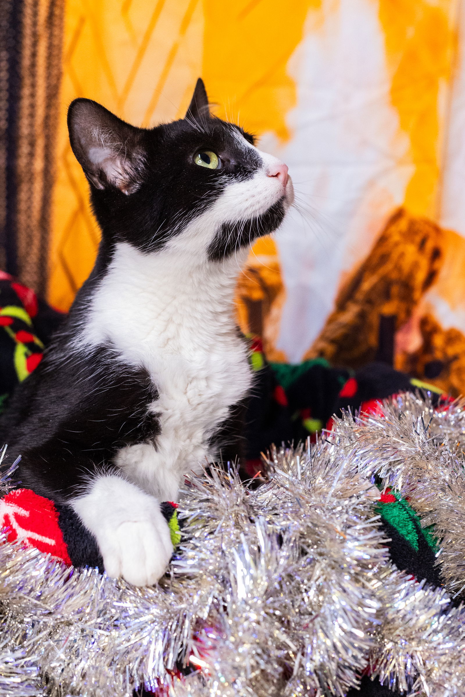 Oreo, an adoptable Domestic Short Hair in Stover, MO, 65078 | Photo Image 1
